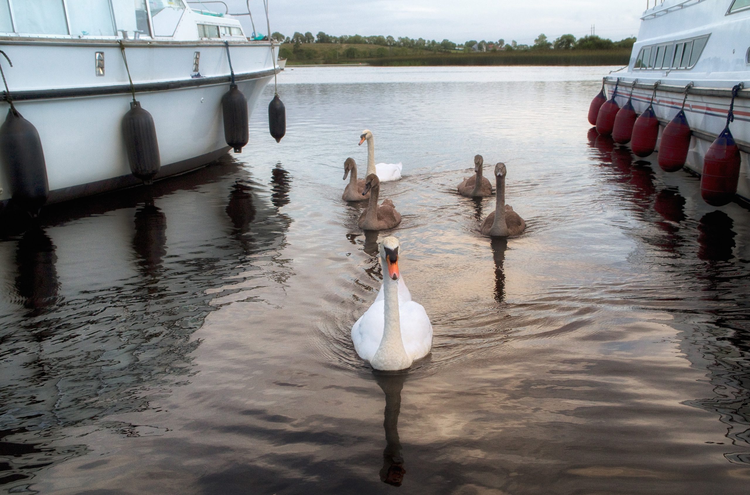 Swans on the River Shannon